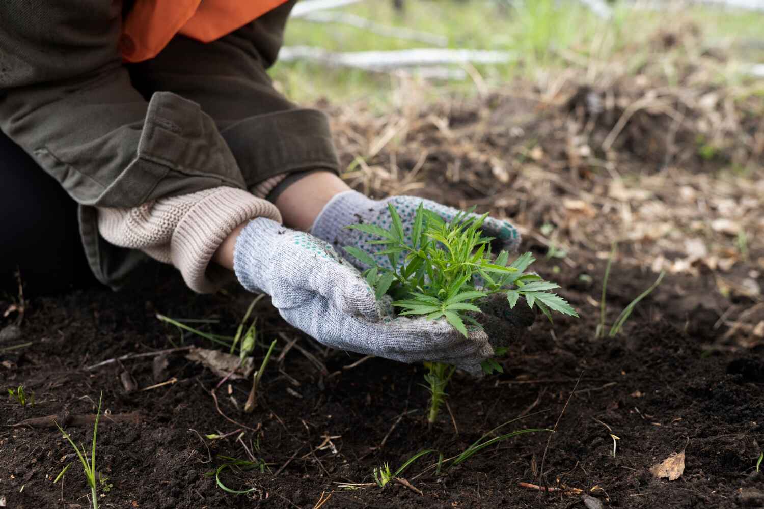 Professional Tree Service in Hinesville, GA